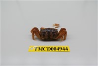 藏品(萬歲大眼蟹)的圖片